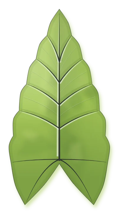 Alocasia × amazonica