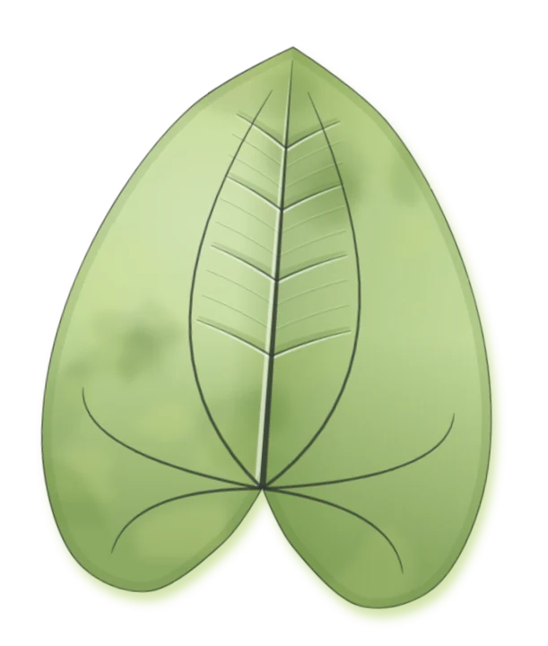 Anthurium clarinervium