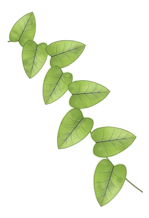 Epipremnum aureum
