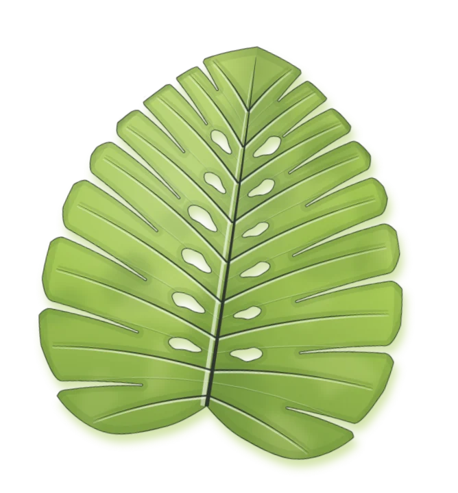 Monstera deliciosa