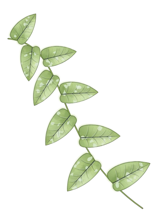 Scindapsus pictus